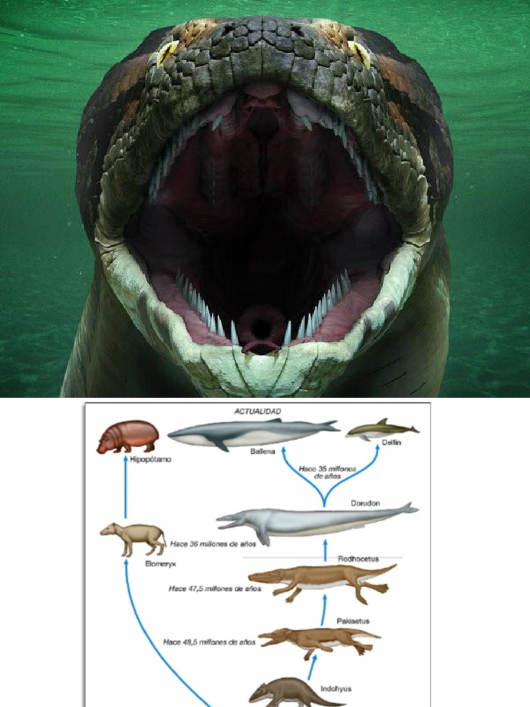 La evolución de las serpientes Serpiente