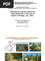 Download Hibridacin teocintle-maz Cinega Jal sep 2013 by Fausto Inzunza SN165572090 doc pdf