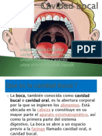 La anatomía de la cavidad bucal