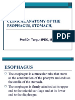 Anatomy of Esophagus and Stomach
