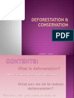 Deforestation & Conservation Efforts