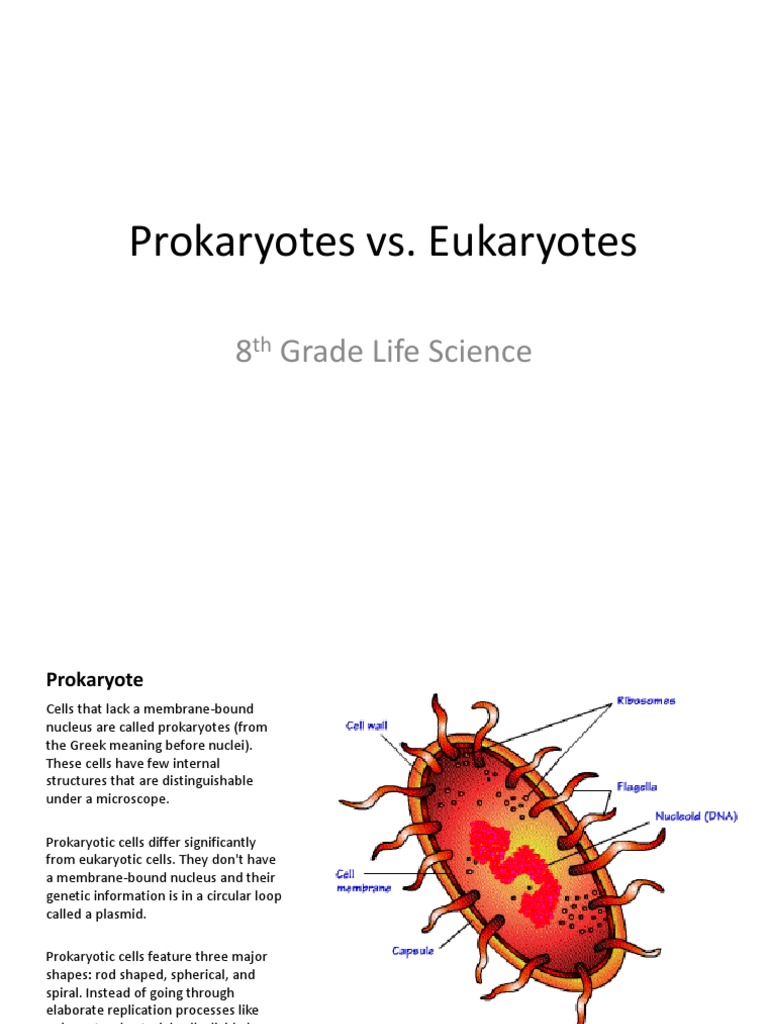 Prokaryotes vs. Eukaryotes Explained | PDF