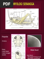 Download Kuliah 2 Morfologi dan Gejala Kerusakan by rahmaniaa SN16582979 doc pdf