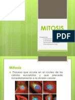 Mitosis Informatica