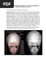 Anatomía de la Base del Cráneo | PDF | Cráneo | Anatomía