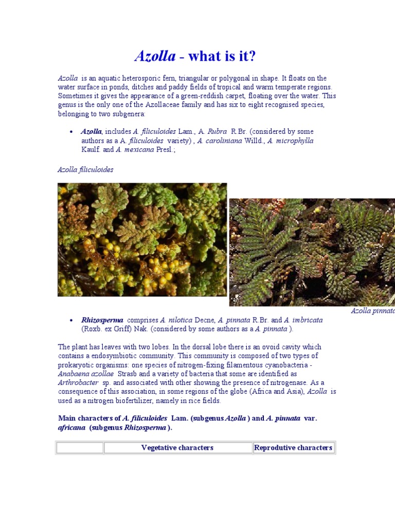 Aquatic Ferns: Azolla Overview | PDF