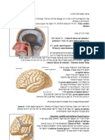 Neuroanatomy 04