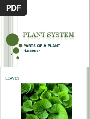 Leaves