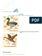 Duck Anatomy