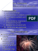 Anthozoa