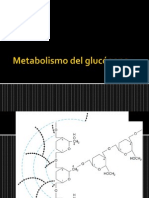 Metabolismo del glucógeno