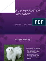 Razas de Perros en Colombia
