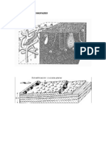 Estructuras Sedimentarias !!!!!