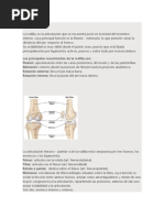 Download Articulaciones Clasificacion y Tipos de Ligamentos y Articulaciones by Yesenia Tirado SN166597394 doc pdf