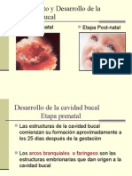 Crecimiento y Desarrollo de La Cavidad Bucal 1222459937089279 9