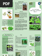 Download Triptico de Moringa Oleifera Vivero by Rafael Rh SN166782625 doc pdf