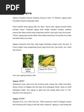 Info Jagung