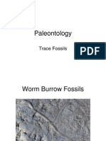 Trace Fossils PDF