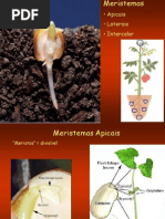 Aula3_Meristemas_Apicais