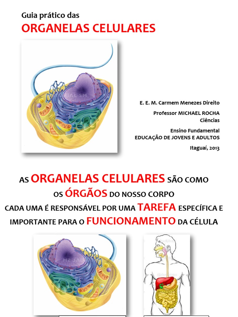 A Organela Celular Mencionada Nesse Texto Possui A Função De