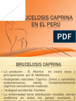 Brucelosis Caprina