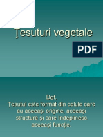 Tesuturi Vegetale - Morfologia Si Anatomia Plantelor