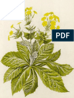 Flora Primulaceae2