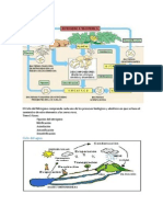 Ciclos biogeoquimicos