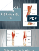 MÃšSCULOS DE LA PIERNA Y EL PIE