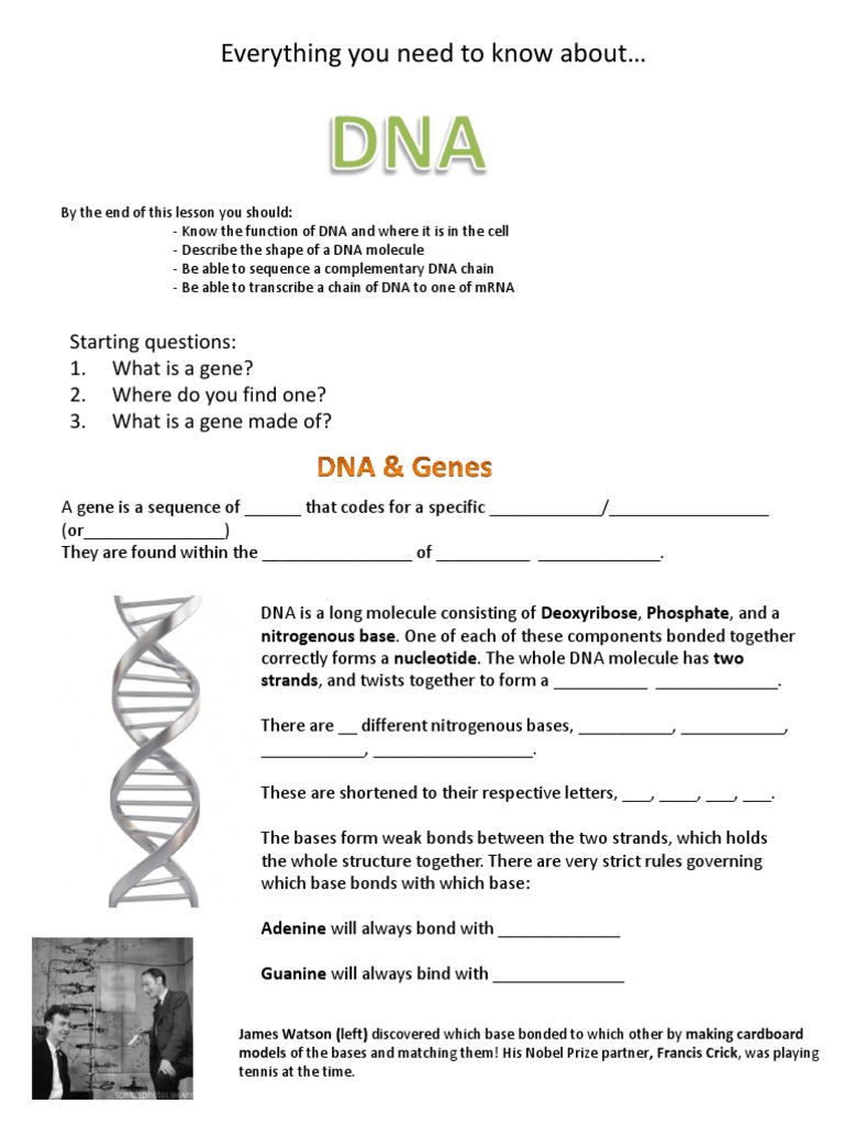 dna-worksheet-adn-arn