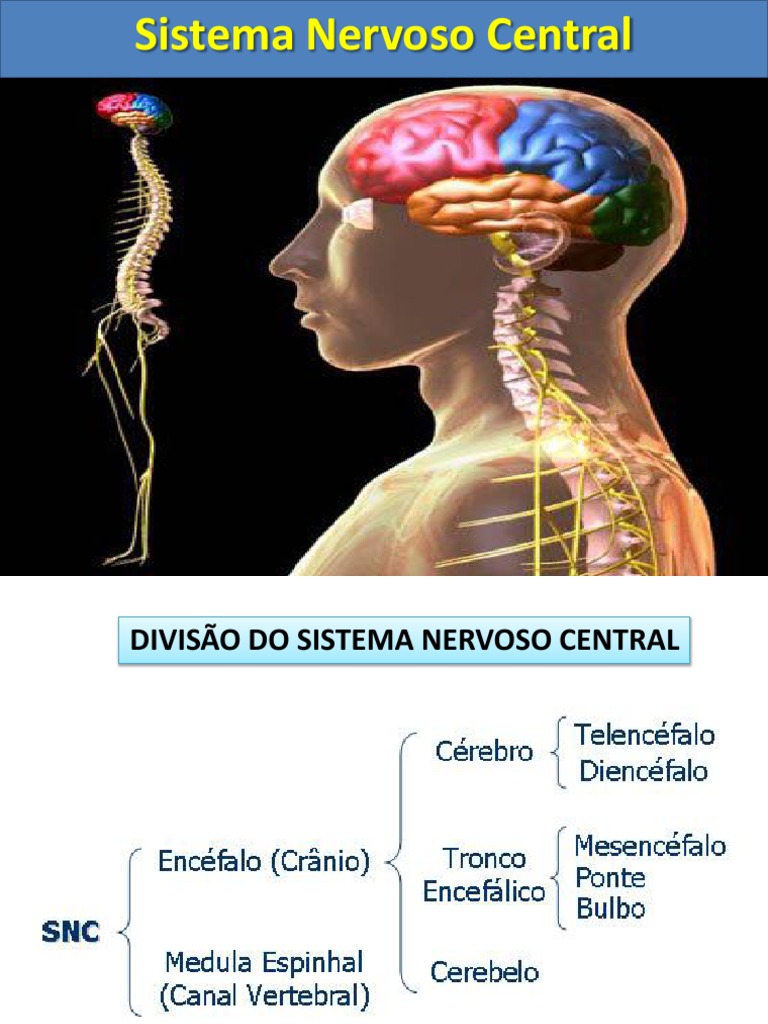 Sobre O Sistema Nervoso E Suas Funções é Incorreto