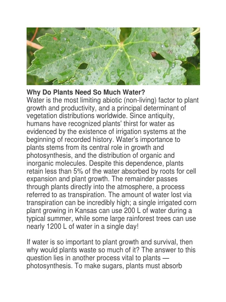 Why Do Plants Need So Much Water PDF Root Stoma