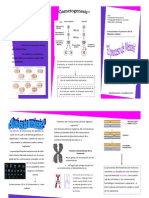Meiosis PDF 1
