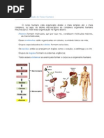 Corpo humano.doc