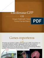 Luciferasa GFP