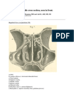 Nasal Cavity, Middle Cross Section, Seen in Front.: Translated By: Ronald A. Bergman, PHD and Adel K. Afifi, MD, Ms
