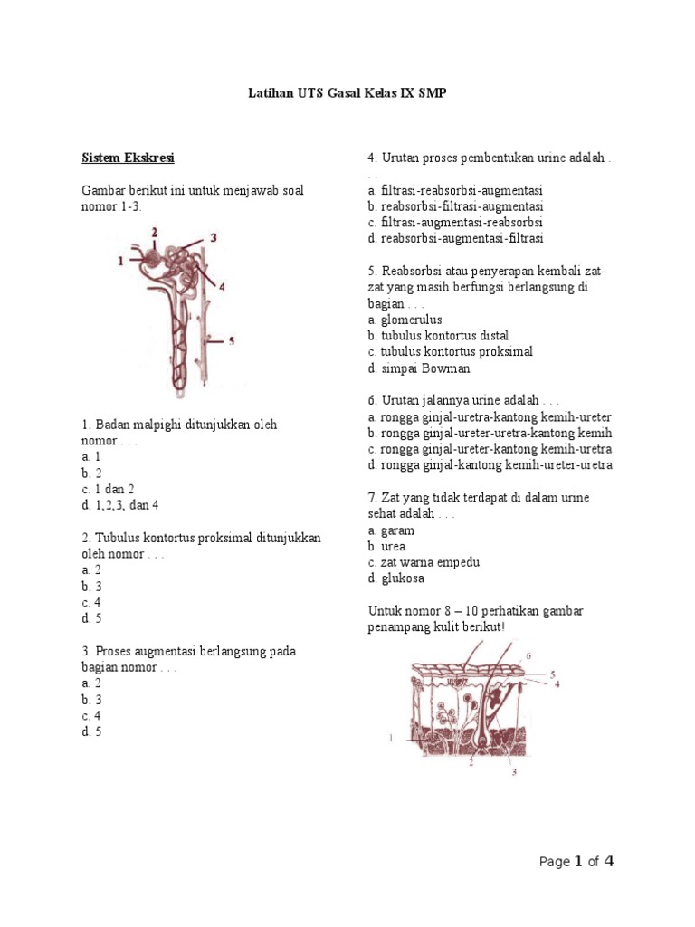 Unduh 80 Koleksi Gambar Ginjal Ureter Dan Uretra Adalah Nomor Paling Bagus Gratis