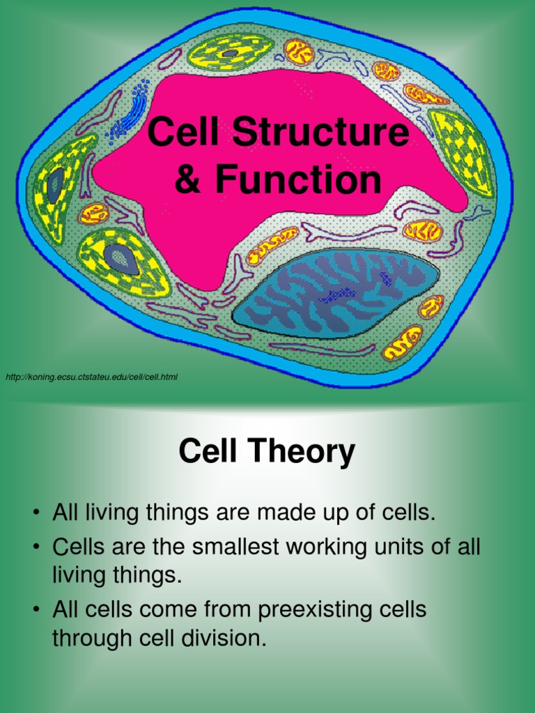 Cellstructurefunctionppt Cell Nucleus Cell Biology