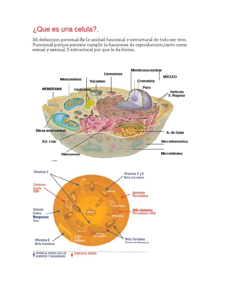 Que Es Una Celula Citoplasma Biología Celular