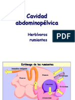 Abdomen 3