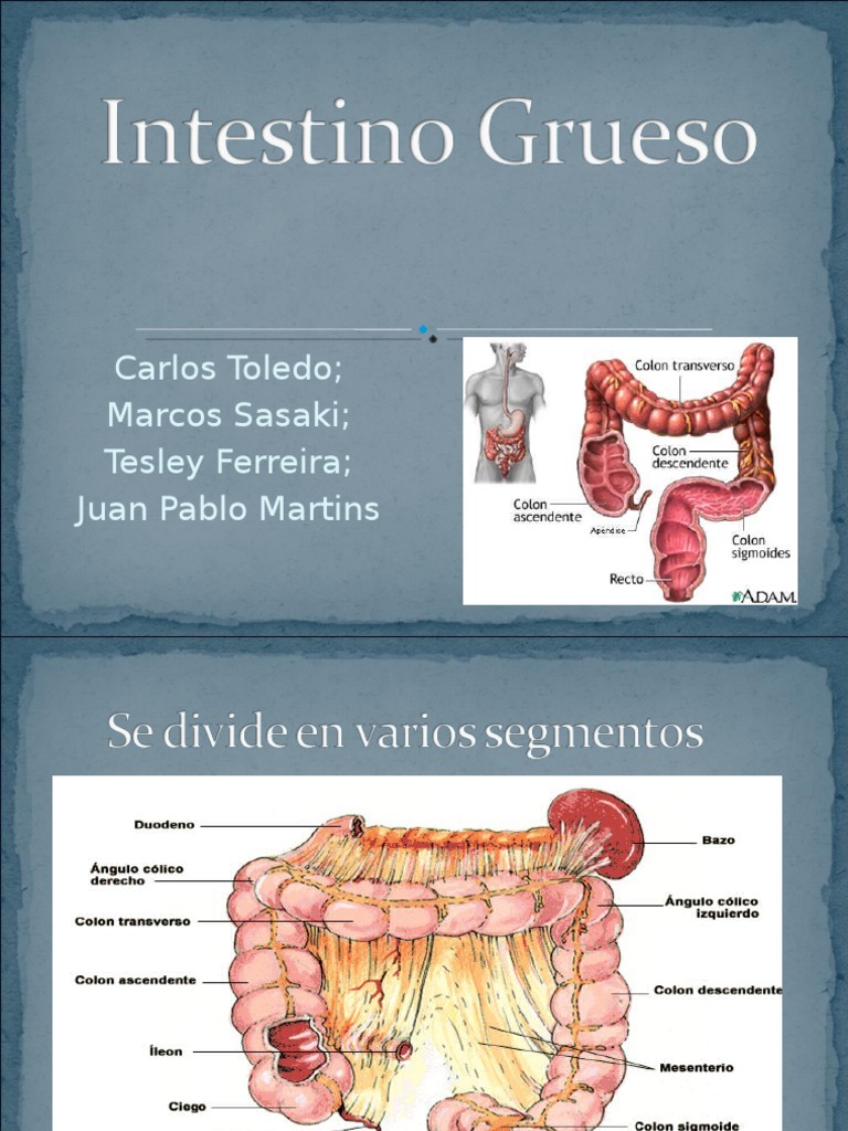 Intestino-grueso | Intestino grueso | Estómago