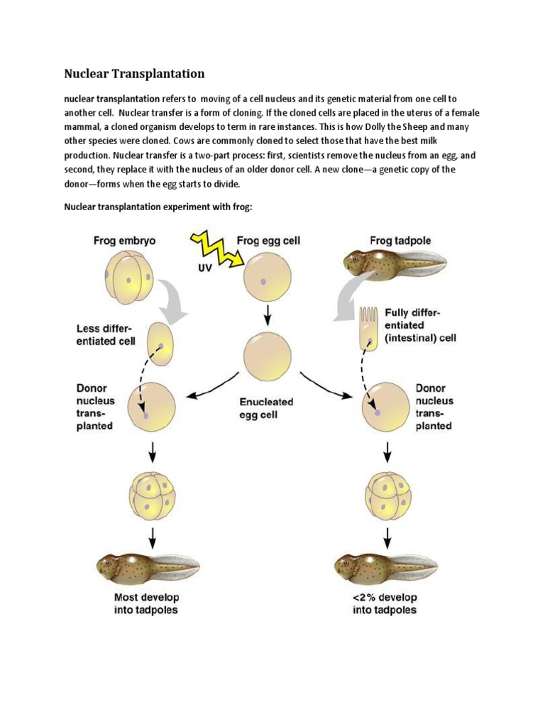 Nuclear Transplantation PDF Cloning Biological Processes