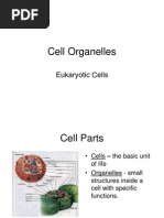 Cell Organelles Review