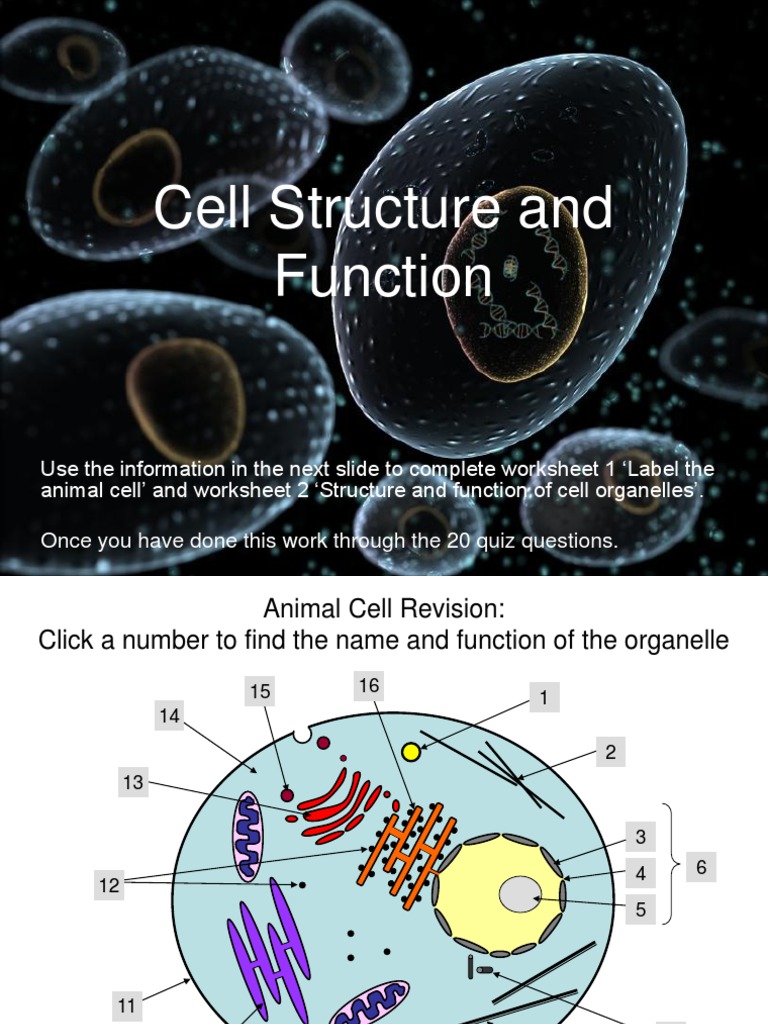 Animal Cell Structure and Function Teacher | PDF