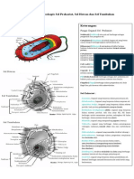 Gambar Ultramikroskopis Sel Prokariot