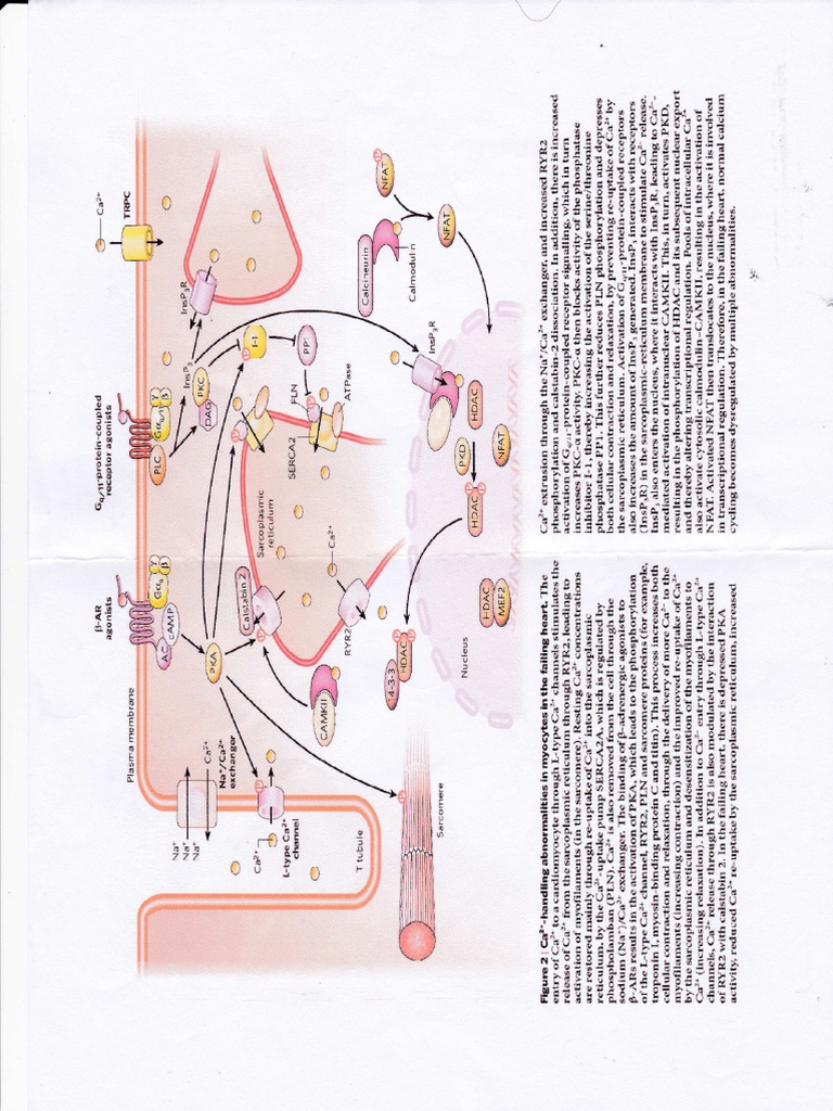 Cardiotonic Os | PDF