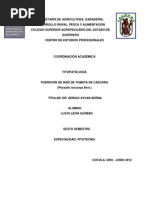 Download fusarium oxysporum by Luck Leon SN168196503 doc pdf