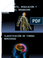 Clasificacion de Fibras Nerviosas