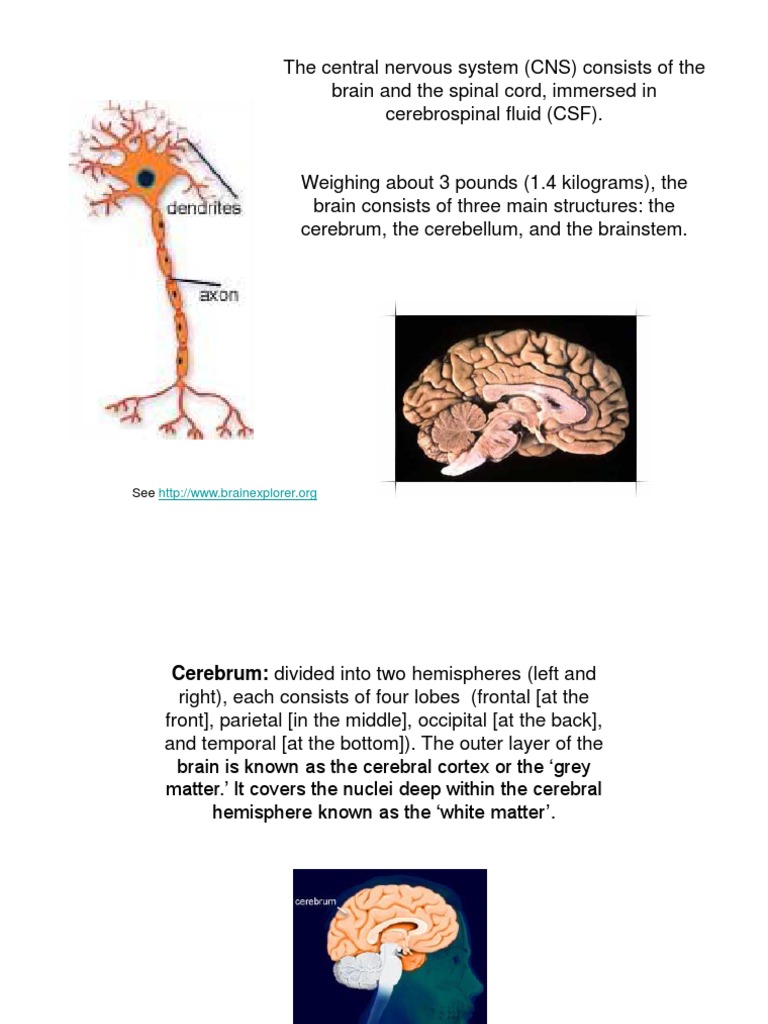 Understanding the Central Nervous System | PDF | Cerebral Cortex ...