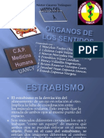 Organos de Los Sentidos